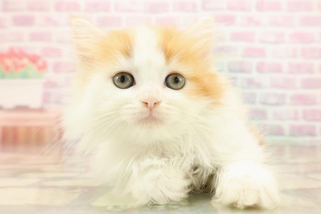 宮城県のミヌエット (Coo&RIKU仙台太白店/2025年9月10日生まれ/女の子/レッドタビーホワイト)の子猫