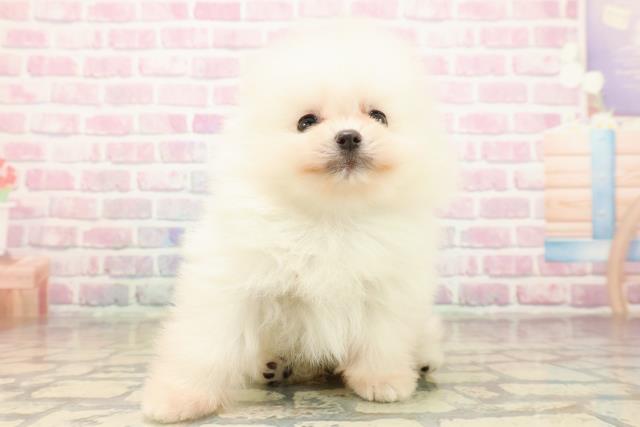 千葉県のポメラニアン (Coo&RIKU木更津店/2025年9月15日生まれ/男の子/クリーム)の子犬