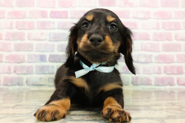 山形県のカニンヘンダックスフンド(ロング) (Coo&RIKU山形店/2025年9月16日生まれ/男の子/ブラックタン)の子犬の1枚目の画像