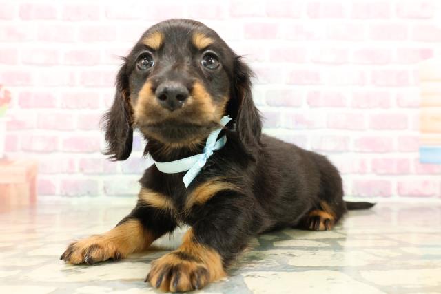 山形県のカニンヘンダックスフンド(ロング) (Coo&RIKU山形店/2025年9月16日生まれ/男の子/ブラックタン)の子犬の2枚目の画像