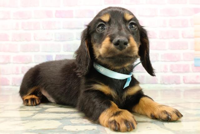 山形県のカニンヘンダックスフンド(ロング) (Coo&RIKU山形店/2025年9月16日生まれ/男の子/ブラックタン)の子犬の3枚目の画像