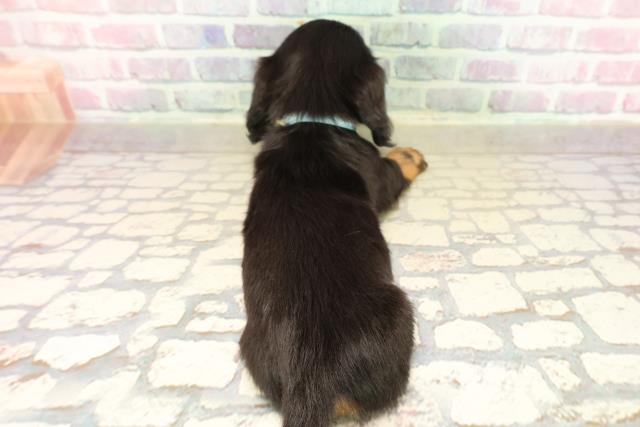 山形県のカニンヘンダックスフンド(ロング) (Coo&RIKU山形店/2025年9月16日生まれ/男の子/ブラックタン)の子犬の4枚目の画像