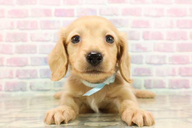 福島県のカニンヘンダックスフンド(ロング) (Coo&RIKU郡山店/2025年9月16日生まれ/男の子/イエロー)の子犬の1枚目の画像