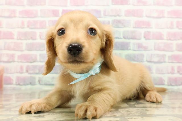 福島県のカニンヘンダックスフンド(ロング) (Coo&RIKU郡山店/2025年9月16日生まれ/男の子/イエロー)の子犬の2枚目の画像