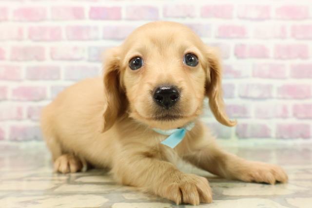 福島県のカニンヘンダックスフンド(ロング) (Coo&RIKU郡山店/2025年9月16日生まれ/男の子/イエロー)の子犬の3枚目の画像