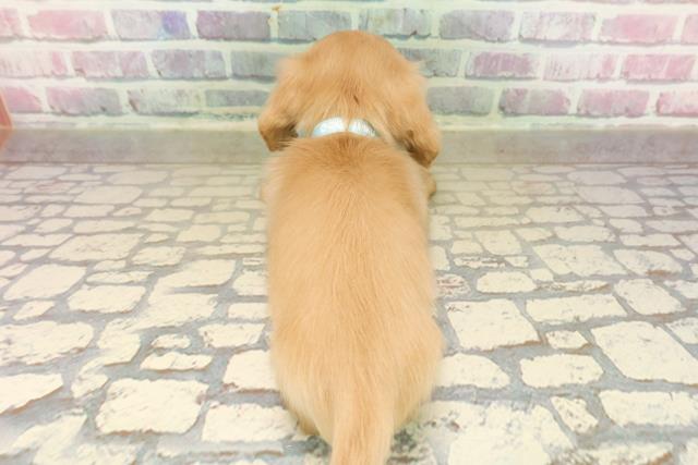 福島県のカニンヘンダックスフンド(ロング) (Coo&RIKU郡山店/2025年9月16日生まれ/男の子/イエロー)の子犬の4枚目の画像