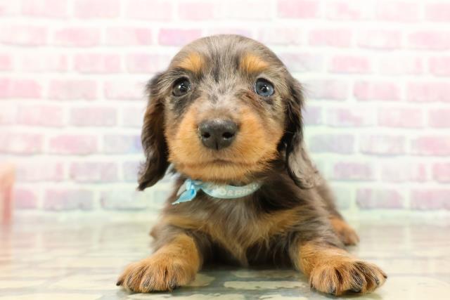 新潟県のカニンヘンダックスフンド(ロング) (Coo&RIKU新潟西店/2025年9月15日生まれ/男の子/シルバーダップル)の子犬