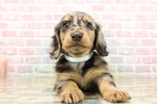 新潟県のカニンヘンダックスフンド(ロング) (Coo&RIKU長岡店/2025年9月15日生まれ/男の子/シルバーダップル)の子犬