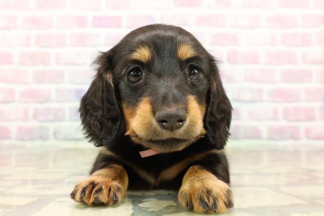 長野県のカニンヘンダックスフンド(ロング) (Coo&RIKU松本店/2025年9月15日生まれ/女の子/ブラックタン)の子犬の1枚目の画像