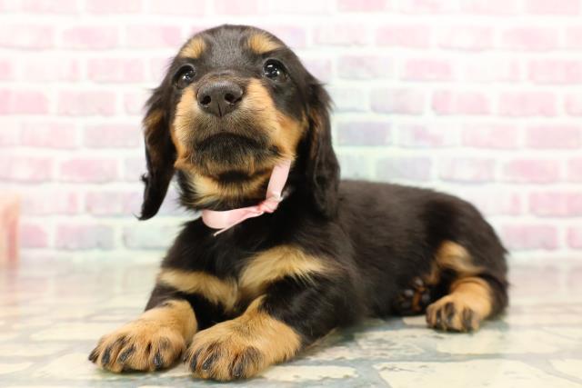 長野県のカニンヘンダックスフンド(ロング) (Coo&RIKU松本店/2025年9月15日生まれ/女の子/ブラックタン)の子犬の2枚目の画像