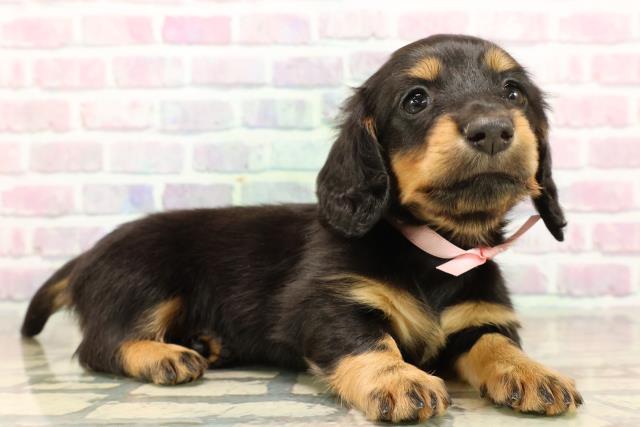 長野県のカニンヘンダックスフンド(ロング) (Coo&RIKU松本店/2025年9月15日生まれ/女の子/ブラックタン)の子犬の3枚目の画像