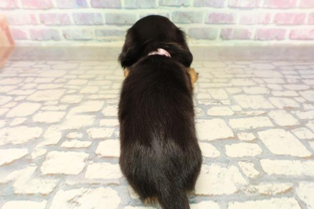 長野県のカニンヘンダックスフンド(ロング) (Coo&RIKU松本店/2025年9月15日生まれ/女の子/ブラックタン)の子犬の4枚目の画像