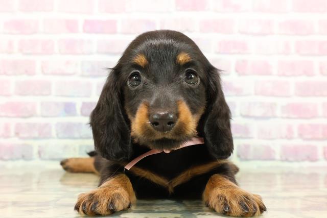 東京都のカニンヘンダックスフンド(ロング) (Coo&RIKU足立本店/2025年9月15日生まれ/女の子/ブラックタン)の子犬