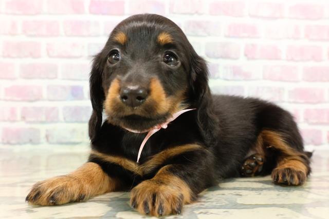 東京都のカニンヘンダックスフンド(ロング) (Coo&RIKU足立本店/2025年9月15日生まれ/女の子/ブラックタン)の子犬の2枚目の画像