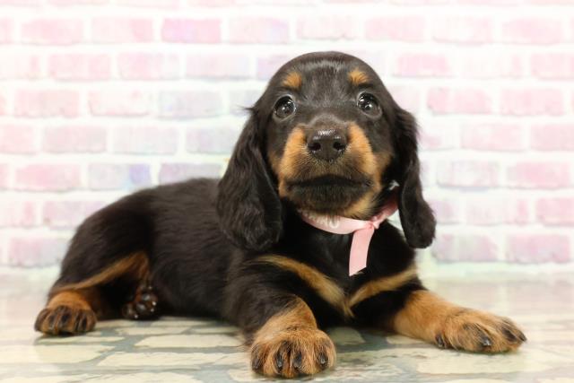 東京都のカニンヘンダックスフンド(ロング) (Coo&RIKU足立本店/2025年9月15日生まれ/女の子/ブラックタン)の子犬の3枚目の画像