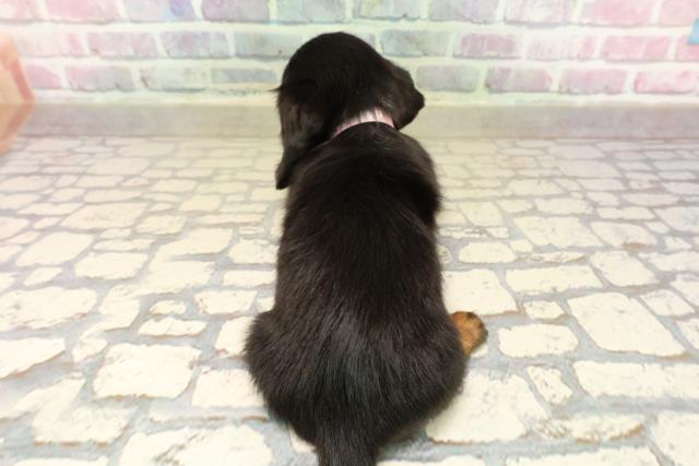 東京都のカニンヘンダックスフンド(ロング) (Coo&RIKU足立本店/2025年9月15日生まれ/女の子/ブラックタン)の子犬の4枚目の画像