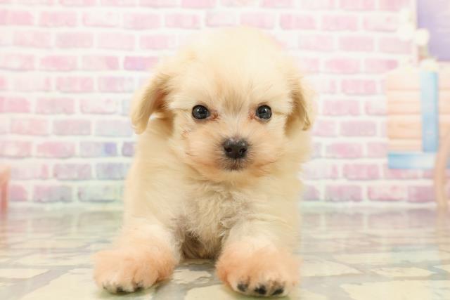 岩手県のポメプー(ポメラニアン×プードル) (Coo&RIKU岩手盛岡店/2025年9月12日生まれ/男の子/クリーム)の子犬の1枚目の画像