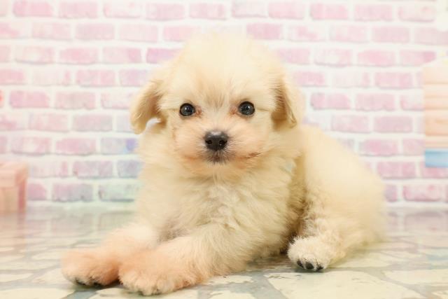 岩手県のポメプー(ポメラニアン×プードル) (Coo&RIKU岩手盛岡店/2025年9月12日生まれ/男の子/クリーム)の子犬の2枚目の画像