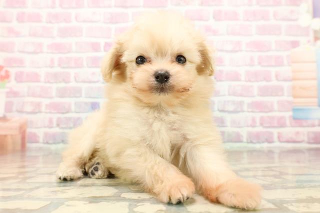 岩手県のポメプー(ポメラニアン×プードル) (Coo&RIKU岩手盛岡店/2025年9月12日生まれ/男の子/クリーム)の子犬の3枚目の画像