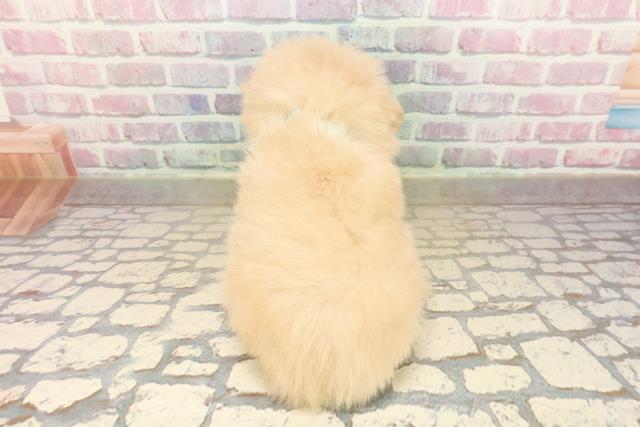 岩手県のポメプー(ポメラニアン×プードル) (Coo&RIKU岩手盛岡店/2025年9月12日生まれ/男の子/クリーム)の子犬の4枚目の画像