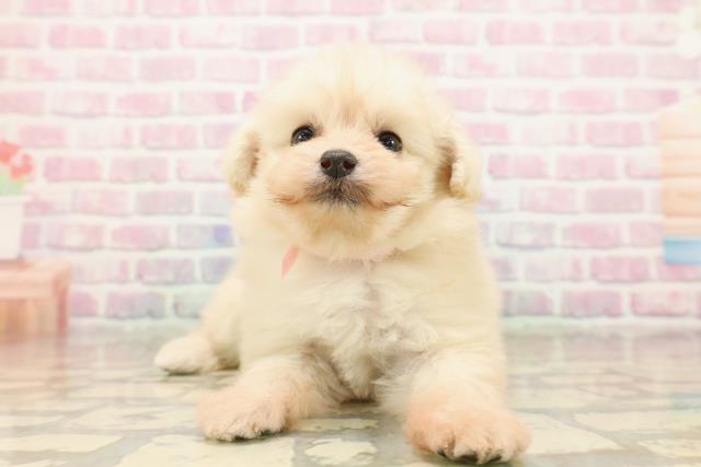 福島県のポメプー(ポメラニアン×プードル) (Coo&RIKU会津若松店/2025年9月12日生まれ/女の子/クリーム)の子犬の1枚目の画像