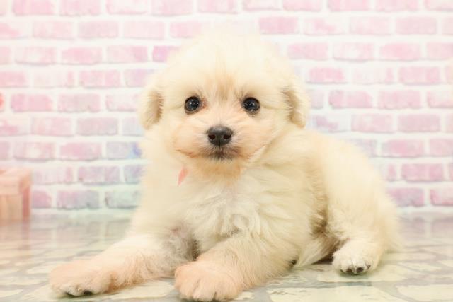 福島県のポメプー(ポメラニアン×プードル) (Coo&RIKU会津若松店/2025年9月12日生まれ/女の子/クリーム)の子犬の2枚目の画像