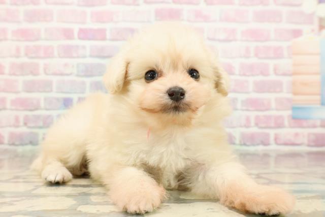 福島県のポメプー(ポメラニアン×プードル) (Coo&RIKU会津若松店/2025年9月12日生まれ/女の子/クリーム)の子犬の3枚目の画像