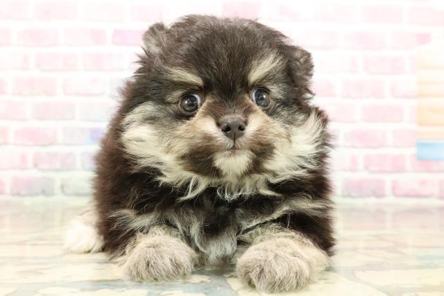 東京都のポメチワ/チワポメ/ポメチー(ポメラニアン×チワワ) (Coo&RIKU中野サンモール店/2025年9月10日生まれ/男の子/ブラックタンホワイト)の子犬の1枚目の画像