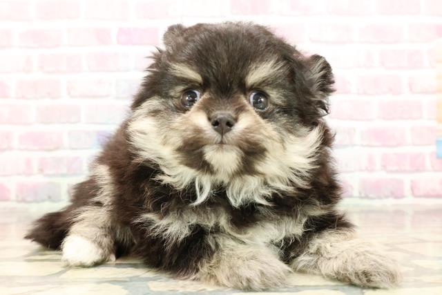 東京都のポメチワ/チワポメ/ポメチー(ポメラニアン×チワワ) (Coo&RIKU中野サンモール店/2025年9月10日生まれ/男の子/ブラックタンホワイト)の子犬の3枚目の画像