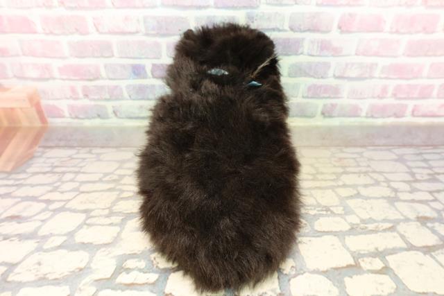 東京都のポメチワ/チワポメ/ポメチー(ポメラニアン×チワワ) (Coo&RIKU中野サンモール店/2025年9月10日生まれ/男の子/ブラックタンホワイト)の子犬の4枚目の画像