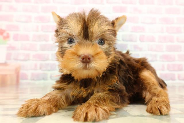 長野県のヨークシャーテリア (Coo&RIKU松本店/2025年9月16日生まれ/女の子/チョコレートタン)の子犬の2枚目の画像