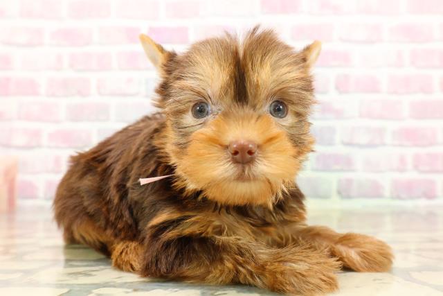 長野県のヨークシャーテリア (Coo&RIKU松本店/2025年9月16日生まれ/女の子/チョコレートタン)の子犬の3枚目の画像