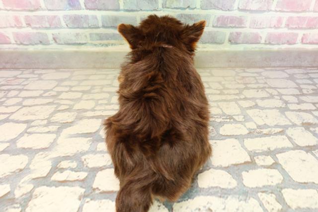 長野県のヨークシャーテリア (Coo&RIKU松本店/2025年9月16日生まれ/女の子/チョコレートタン)の子犬の4枚目の画像