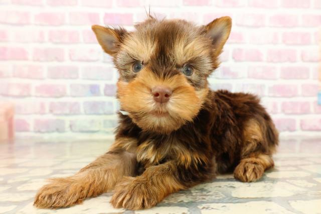 東京都のヨークシャーテリア (Coo&RIKU武蔵小山店/2025年9月16日生まれ/男の子/チョコレートタン)の子犬の2枚目の画像