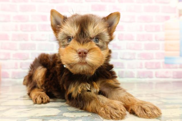 東京都のヨークシャーテリア (Coo&RIKU武蔵小山店/2025年9月16日生まれ/男の子/チョコレートタン)の子犬の3枚目の画像