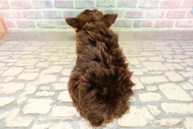 東京都のヨークシャーテリア (Coo&RIKU武蔵小山店/2025年9月16日生まれ/男の子/チョコレートタン)の子犬の4枚目の画像