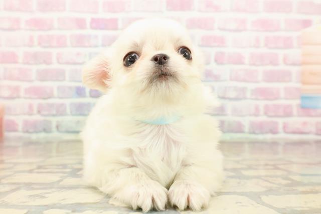 群馬県のチワワ(ロング) (Coo&RIKU高崎店/2025年9月10日生まれ/男の子/クリーム)の子犬