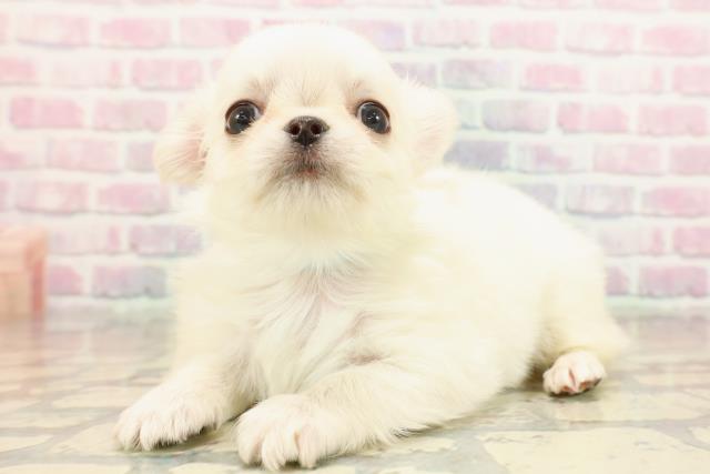 群馬県のチワワ(ロング) (Coo&RIKU高崎店/2025年9月10日生まれ/男の子/クリーム)の子犬の2枚目の画像