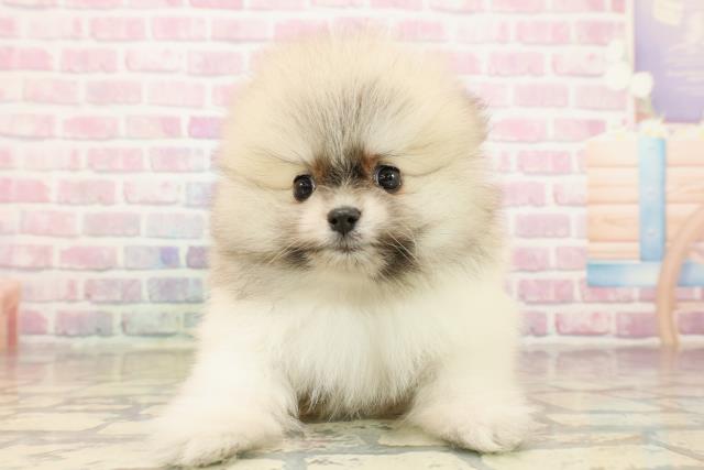 栃木県のポメラニアン (Coo&RIKUFKDインターパーク店/2025年9月15日生まれ/男の子/パーティーカラー)の子犬の1枚目の画像