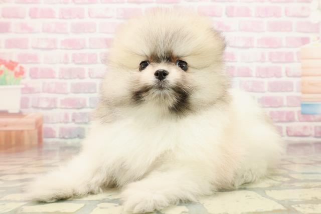 栃木県のポメラニアン (Coo&RIKUFKDインターパーク店/2025年9月15日生まれ/男の子/パーティーカラー)の子犬の2枚目の画像