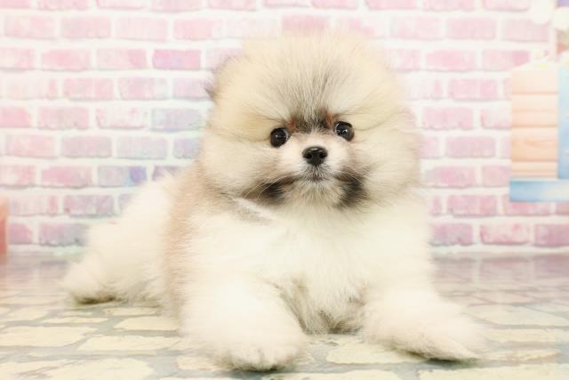 栃木県のポメラニアン (Coo&RIKUFKDインターパーク店/2025年9月15日生まれ/男の子/パーティーカラー)の子犬の3枚目の画像