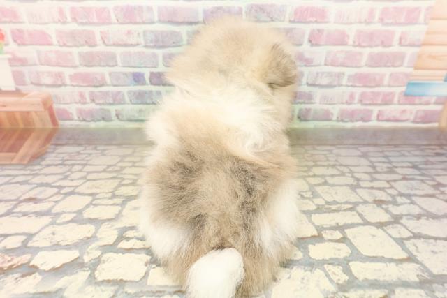 栃木県のポメラニアン (Coo&RIKUFKDインターパーク店/2025年9月15日生まれ/男の子/パーティーカラー)の子犬の4枚目の画像