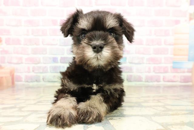 群馬県のミニチュアシュナウザー (Coo&RIKU伊勢崎店/2025年9月15日生まれ/男の子/ブラックシルバー)の子犬の1枚目の画像