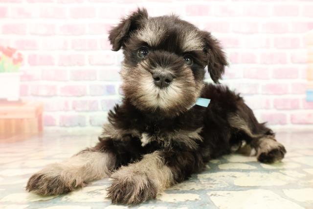 群馬県のミニチュアシュナウザー (Coo&RIKU伊勢崎店/2025年9月15日生まれ/男の子/ブラックシルバー)の子犬の2枚目の画像