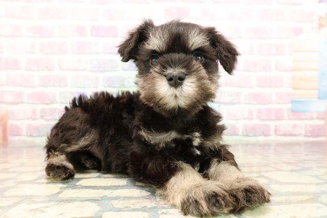 群馬県のミニチュアシュナウザー (Coo&RIKU伊勢崎店/2025年9月15日生まれ/男の子/ブラックシルバー)の子犬の3枚目の画像