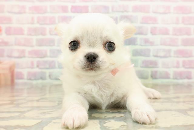 東京都のチワワ(ロング) (Coo&RIKU中野サンモール店/2025年9月16日生まれ/女の子/クリーム)の子犬の1枚目の画像