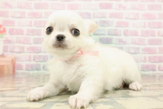 東京都のチワワ(ロング) (Coo&RIKU中野サンモール店/2025年9月16日生まれ/女の子/クリーム)の子犬の2枚目の画像