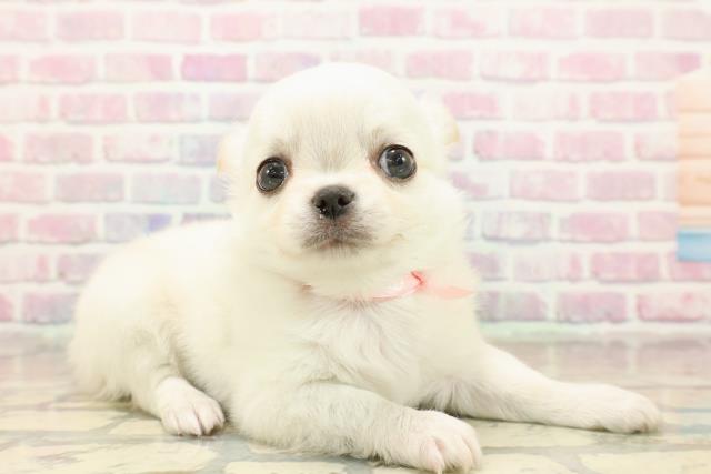 東京都のチワワ(ロング) (Coo&RIKU中野サンモール店/2025年9月16日生まれ/女の子/クリーム)の子犬の3枚目の画像