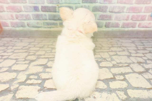 東京都のチワワ(ロング) (Coo&RIKU中野サンモール店/2025年9月16日生まれ/女の子/クリーム)の子犬の4枚目の画像