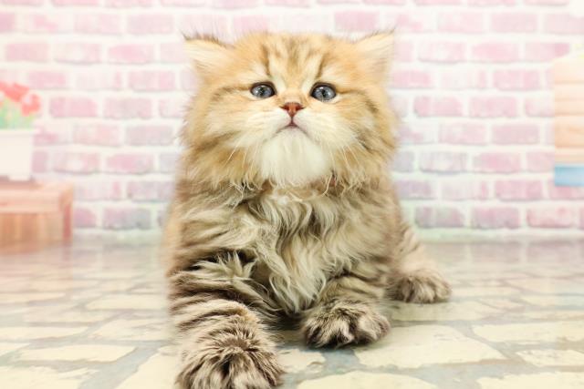 東京都のペルシャ (Coo&RIKU中野サンモール店/2025年9月15日生まれ/女の子/チンチラゴールデン)の子猫の1枚目の画像